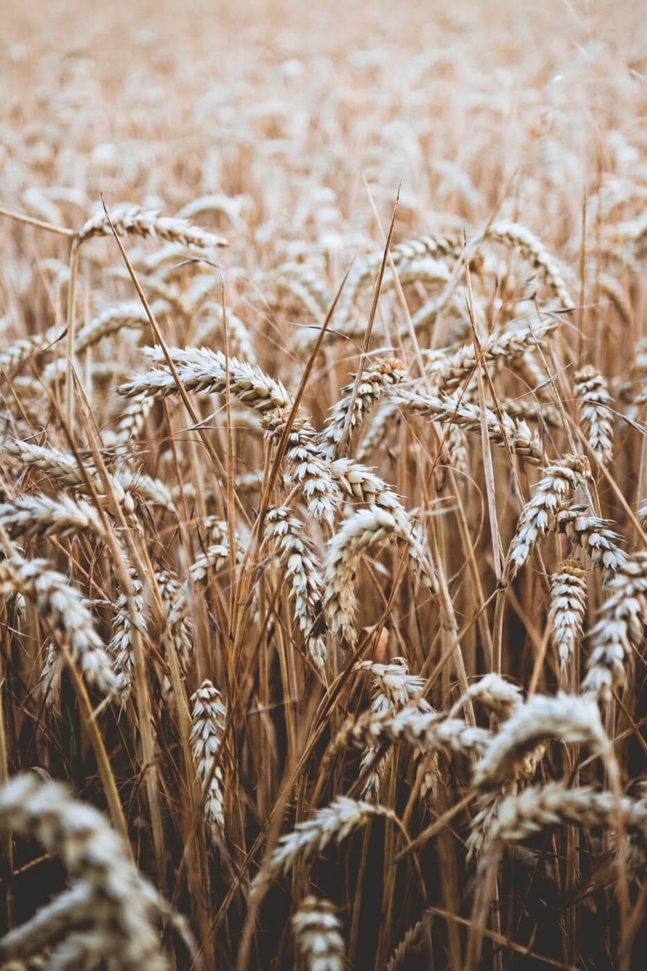 Beta-Glucane: Dafür sind sie gut