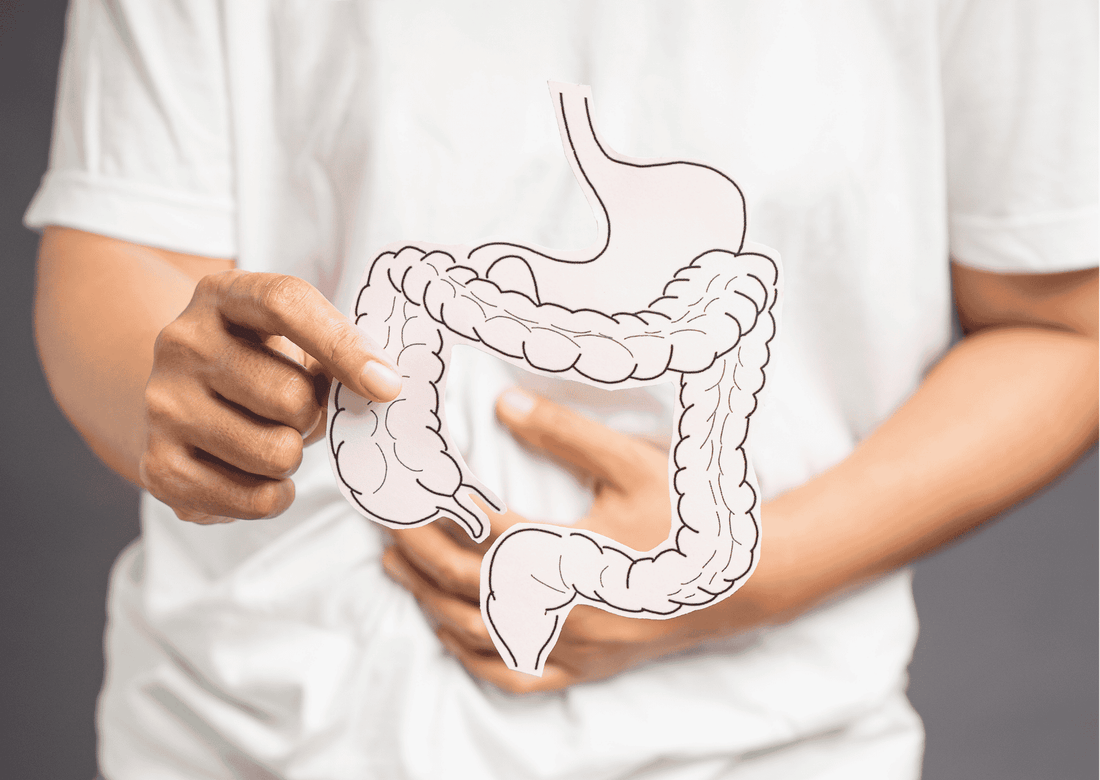 Person hält Papiermodell des Darms vor dem Bauch.