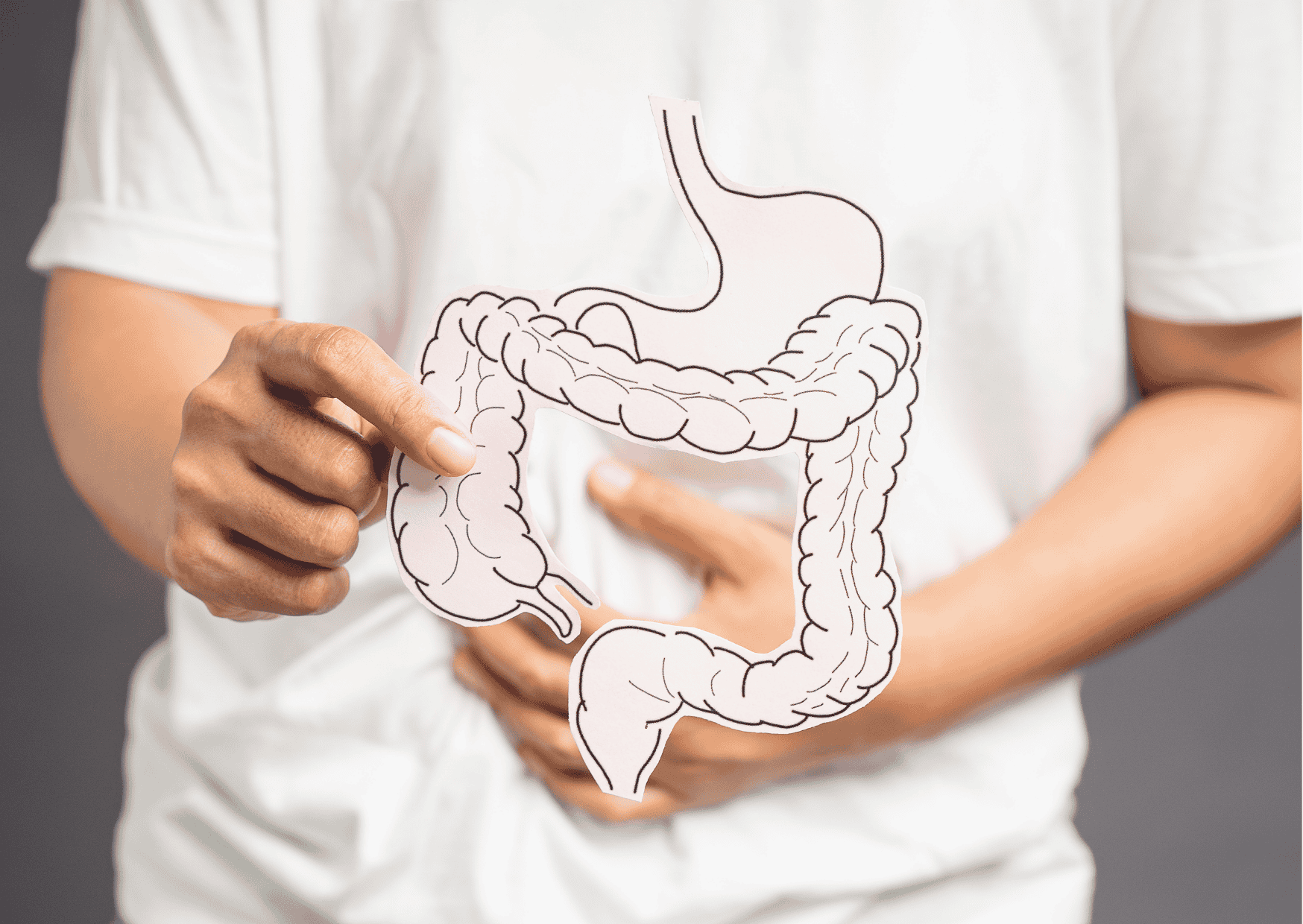 Person hält Papiermodell des Darms vor dem Bauch.