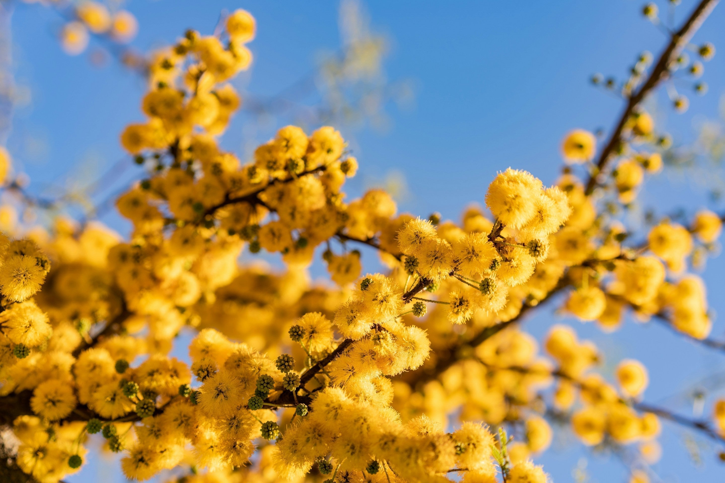 Gelbe Blüten eines Akazienfaserbaums im Frühling vor blauem Himmel; Nahaufnahme von Pollen tragenden Zweigen