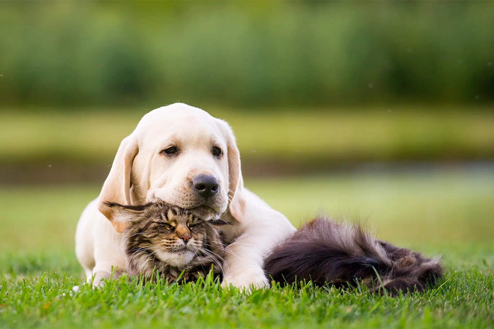 Tiergesundheit für Hunde & Katzen