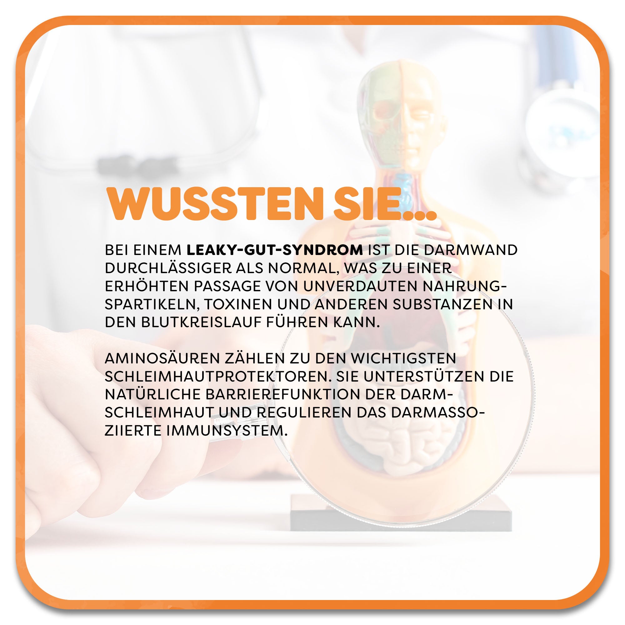 Im Hintergrund: Arzt hält Lupe vor Torsoskulptur. Im Vordergrund steht: Wussten Sie‘ in orangener Schrift. Darunter steht: Bei einem Leaky-Gut-Syndrom ist die Darmwand durchlässiger als normal, was zu einer erhöhten Passage von unverdauten Nahrungspartikeln, Toxinen und anderen Substanzen in den Blutkreislauf führen kann. Aminosäuren zählen zu den wichtigsten Schleimhautprotektoren. Sie unterstützen die natürliche Barrierefunktion der Darmschleimhaut und regulieren das darmassoziierte Immunsystem.