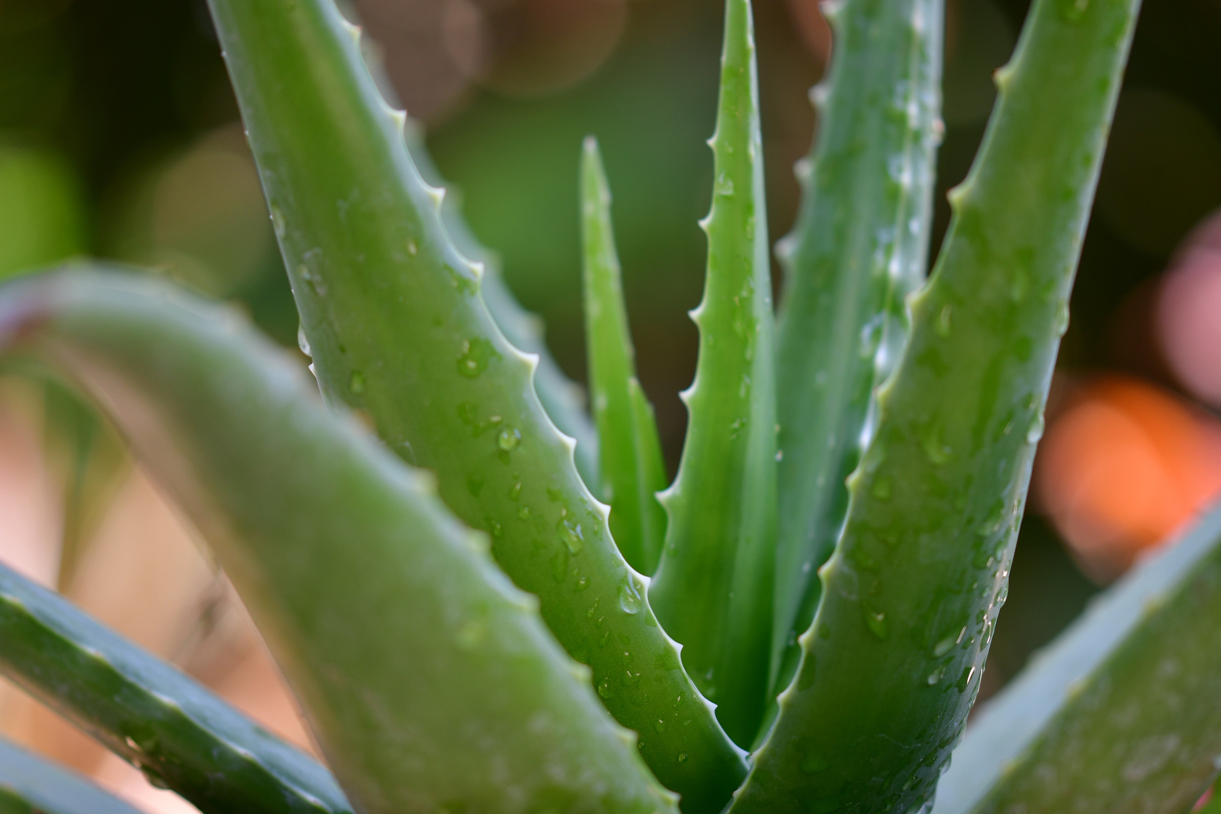 Nahaufnahme einer Aloe